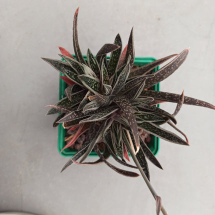 x Gasteraloe 'White Wings'