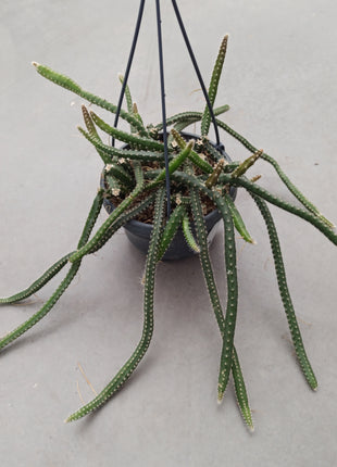 Selenicereus grandiflorus (epiphyte)