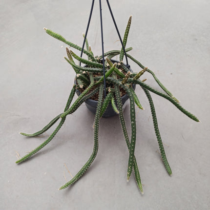 Selenicereus grandiflorus (epífita)