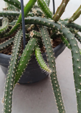 Selenicereus grandiflorus (epiphyte)
