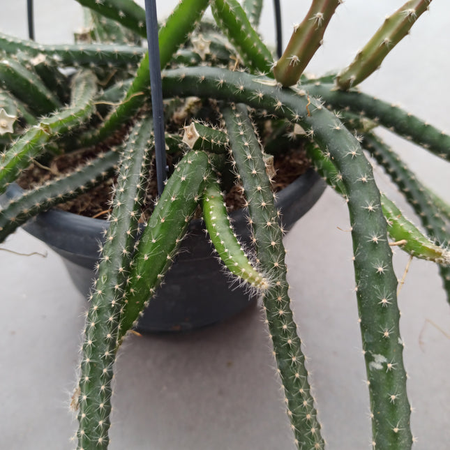 Selenicereus grandiflorus (epiphyte)