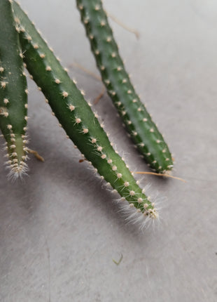 Selenicereus grandiflorus (epiphyte)