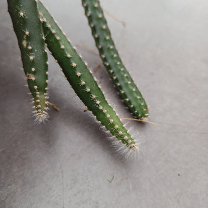 Selenicereus grandiflorus (epífita)