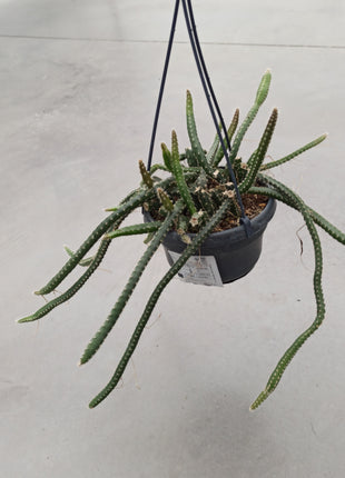 Selenicereus grandiflorus (epiphyte)