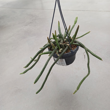 Selenicereus grandiflorus (epífita)