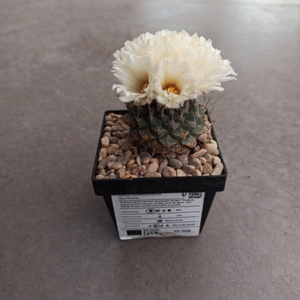 Strombocactus disciformis CITES