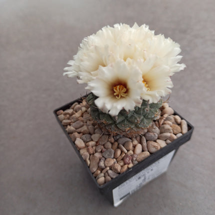 Strombocactus disciformis CITES