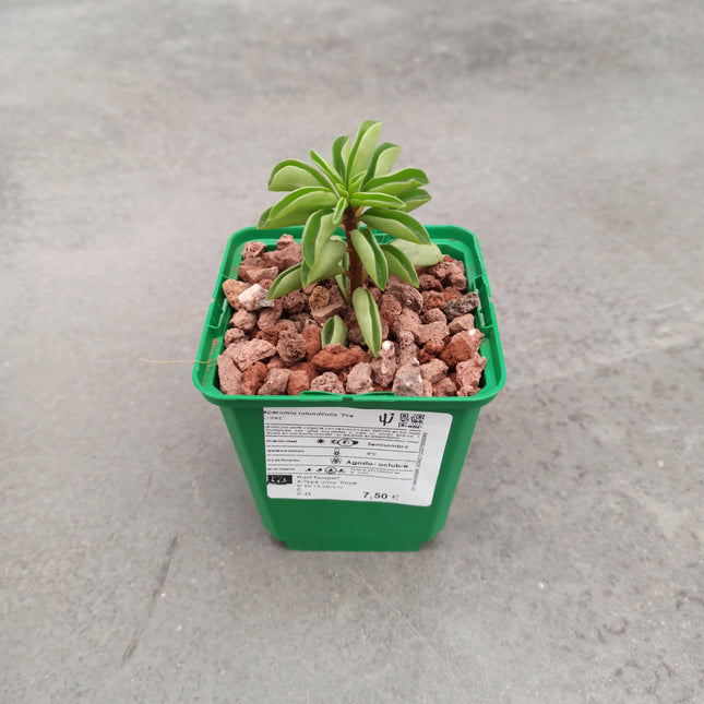 Peperomia rotundifolia 'fire sparks' 'S'