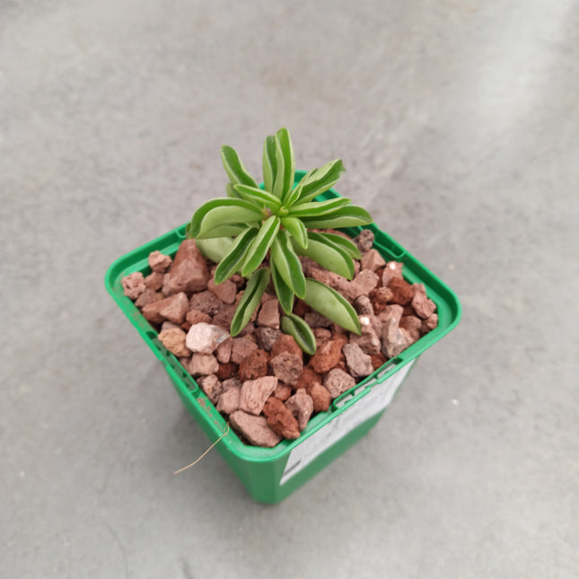 Peperomia rotundifolia 'fire sparks' 'S'