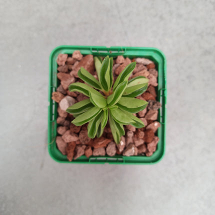 Peperomia rotundifolia 'fire sparks' 'S'