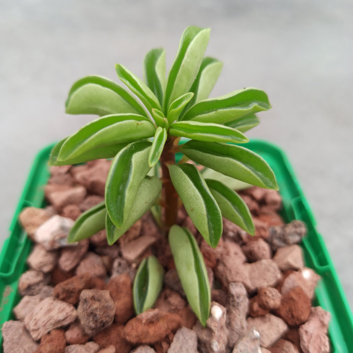 Peperomia rotundifolia 'Feuerfunken' 'S'