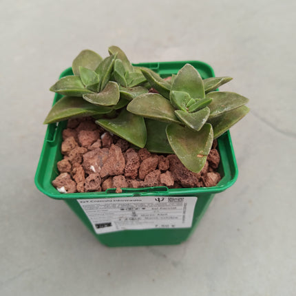 Crassula intermedia 'S'