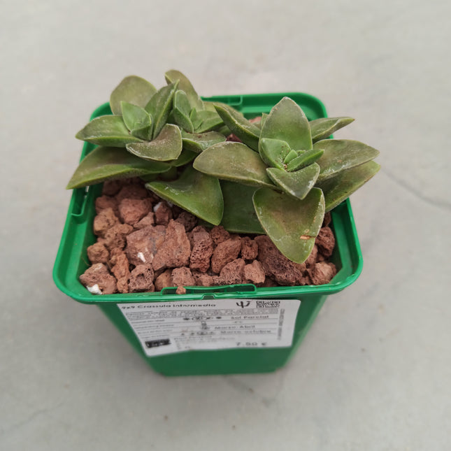 Crassula intermedia 'S'