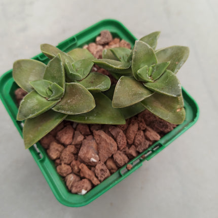 Crassula intermedia 'S'
