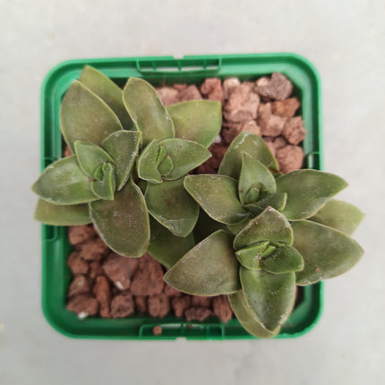 Crassula intermedia 'S'