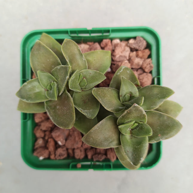 Crassula intermedia | Crásula intermedia