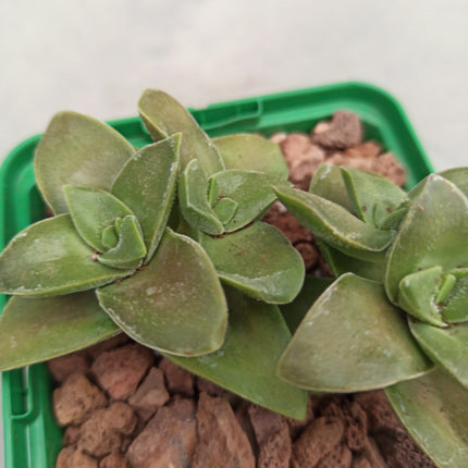 Crassula intermedia 'S'