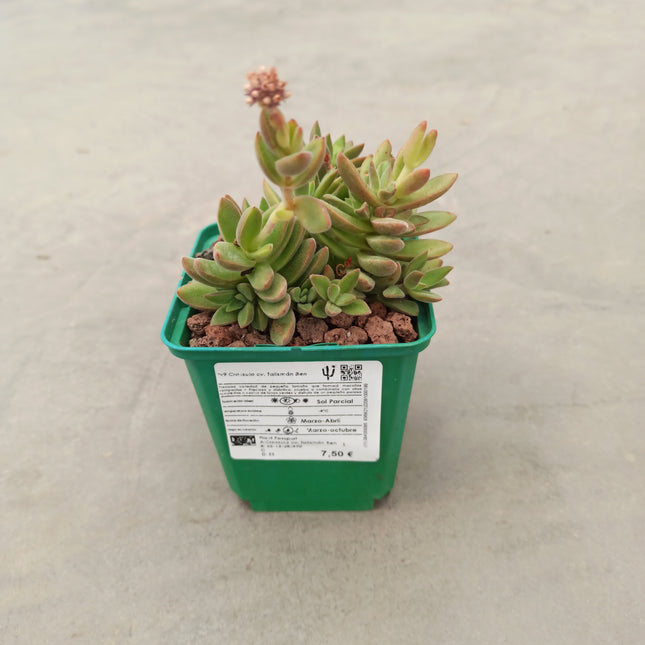 Crassula Lebenslauf. Talisman Ben 