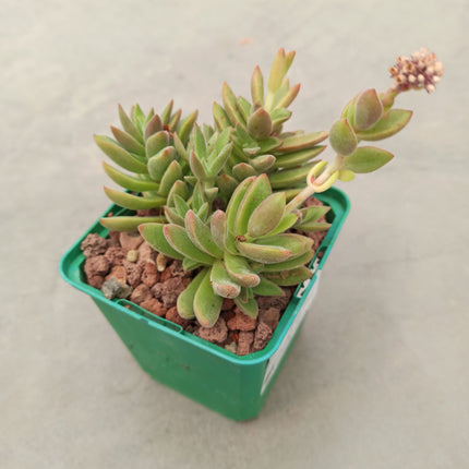Crassula cv. Talisman Ben