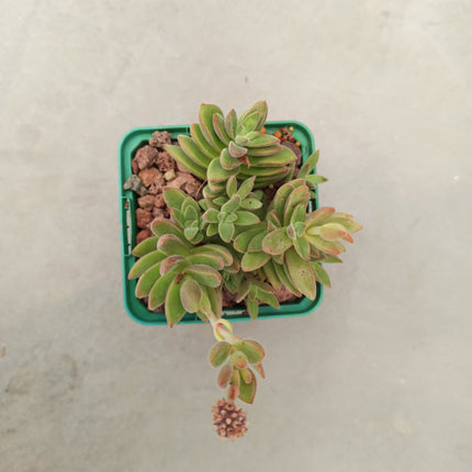 Crassula cv. Talisman Ben