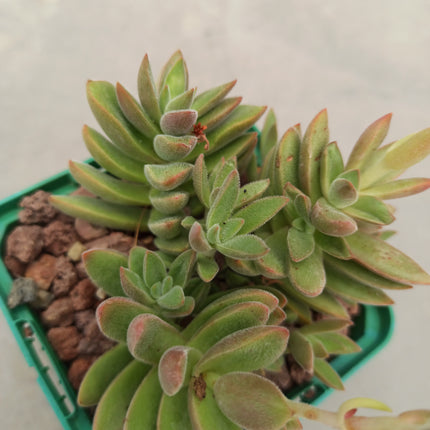 Crassula cv. Talisman Ben
