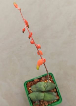 Gasteria glomerata