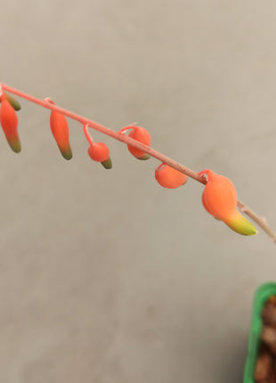Gasteria glomerata
