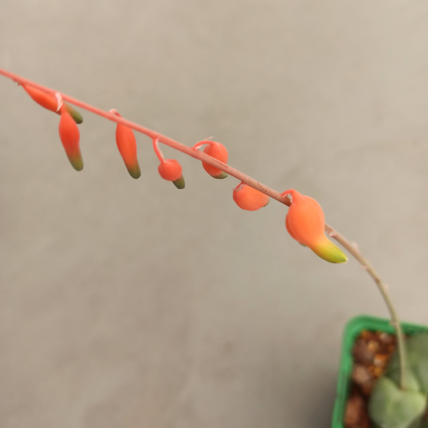 Gasteria glomerata