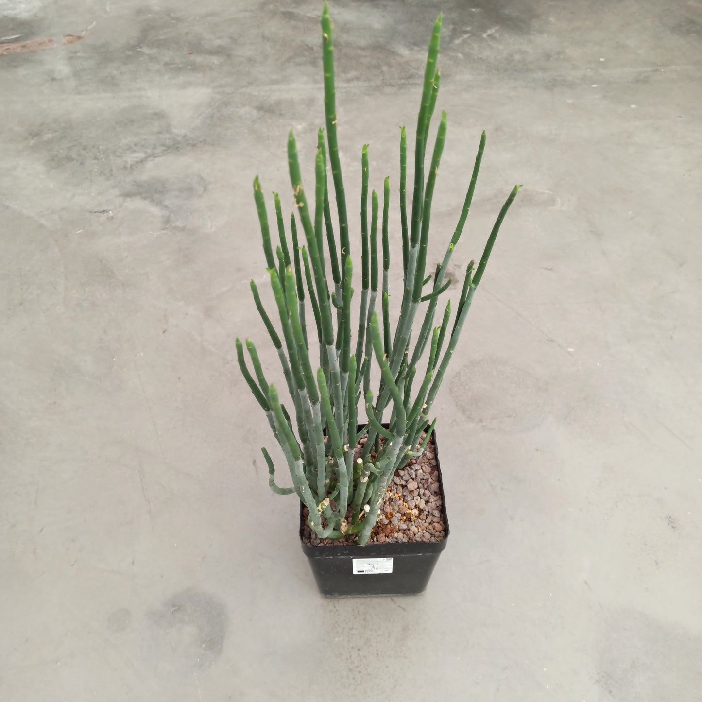 Euphorbia nubica 'XL'