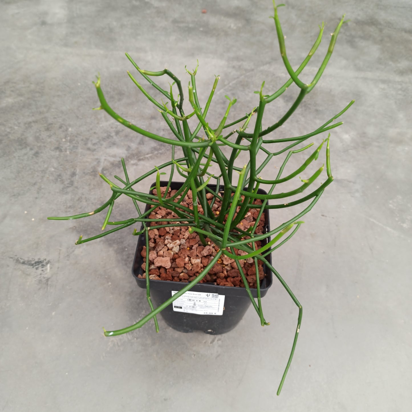 Euphorbia tirucalli 'L'