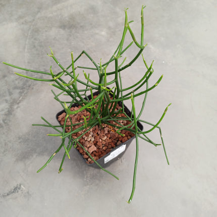 Euphorbia tirucalli 'L'