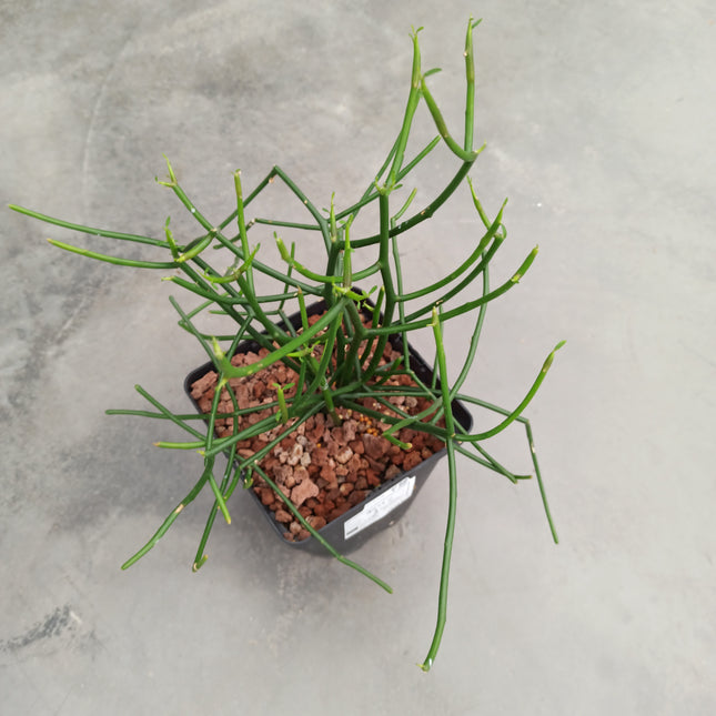 Euphorbia tirucalli 'L'