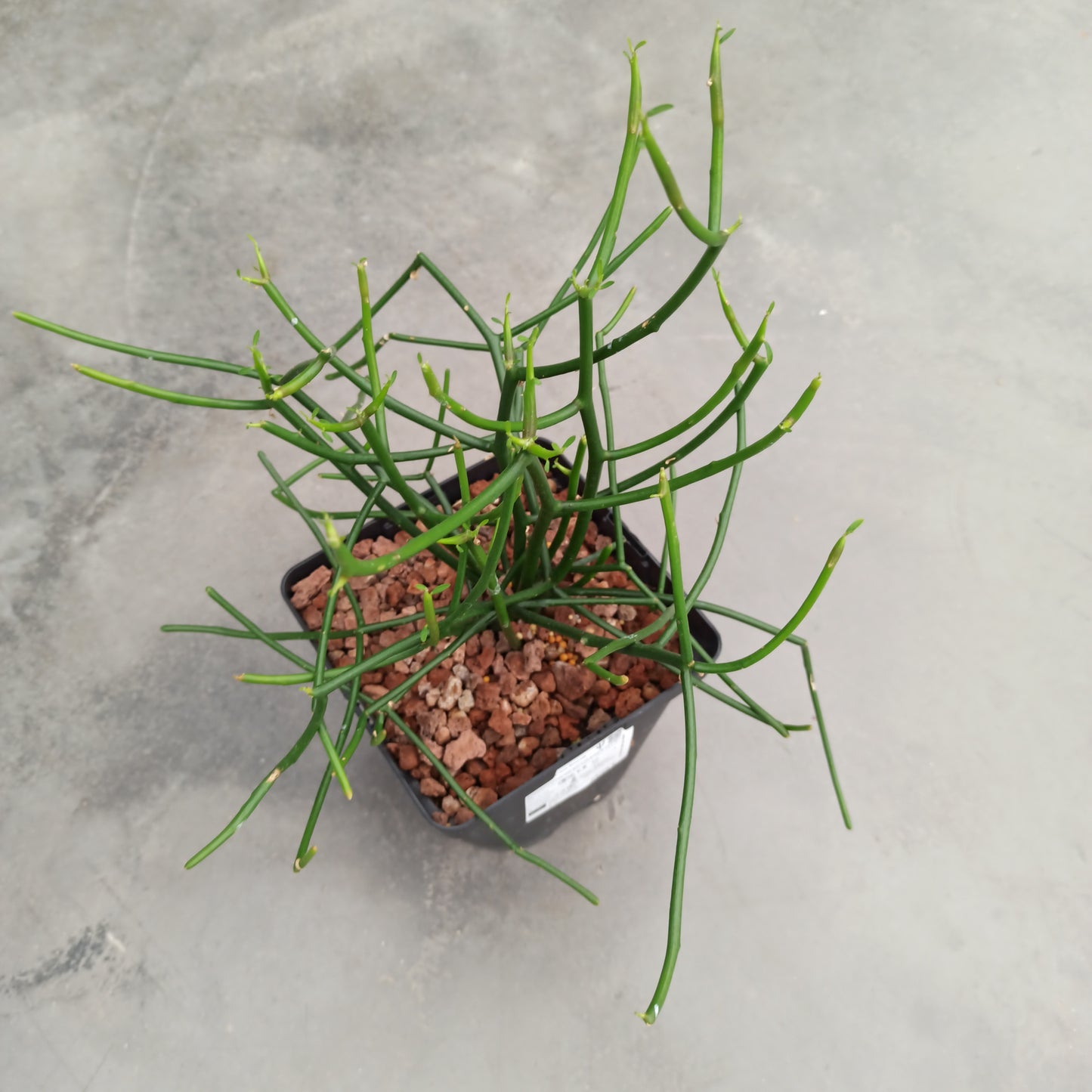 Euphorbia tirucalli 'L'