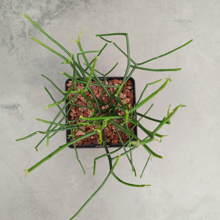 Euphorbia tirucalli 'L'