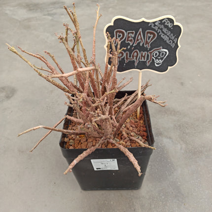 Euphorbia platyclada