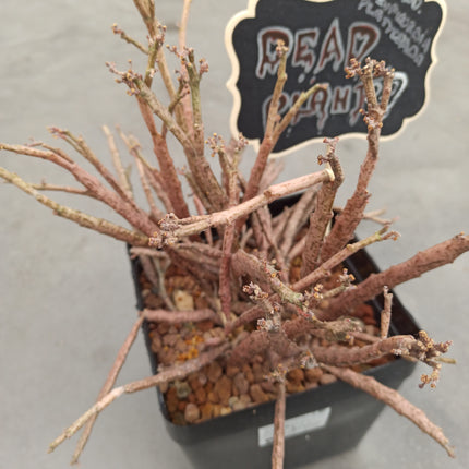 Euphorbia platyclada