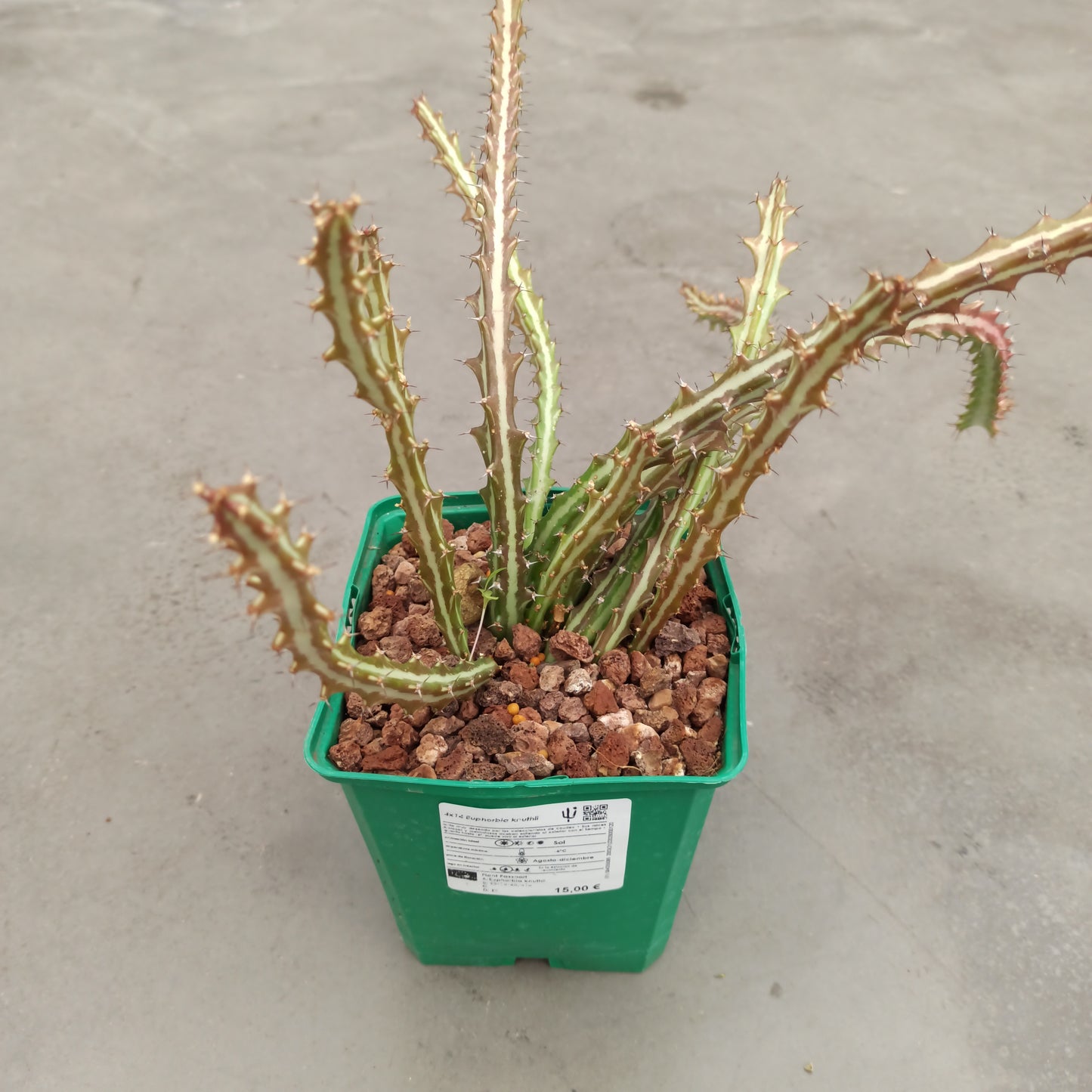 Euphorbia knuthii