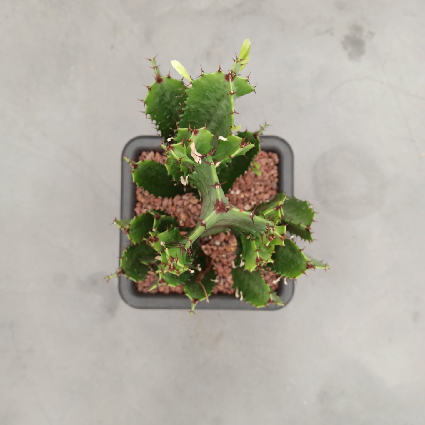 Euphorbia trigona XXL
