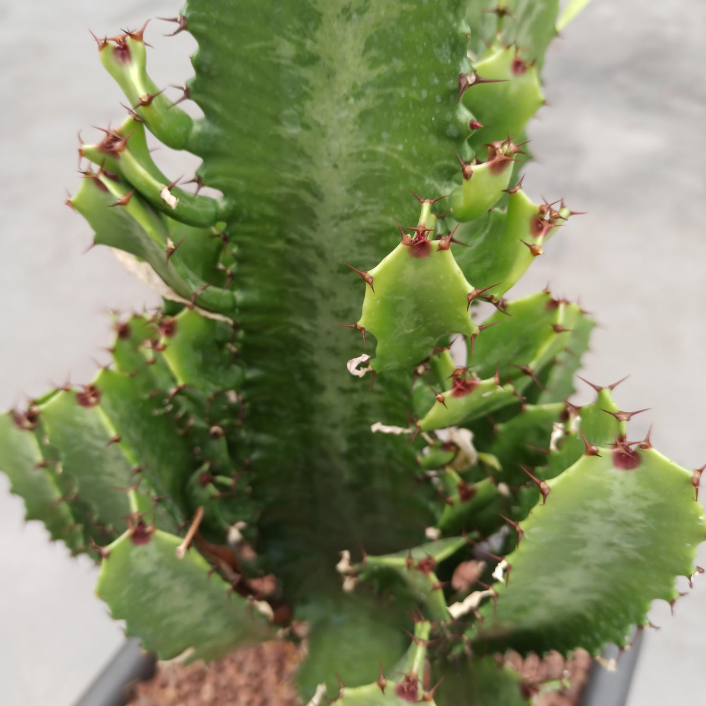 Euphorbia trigona XXL