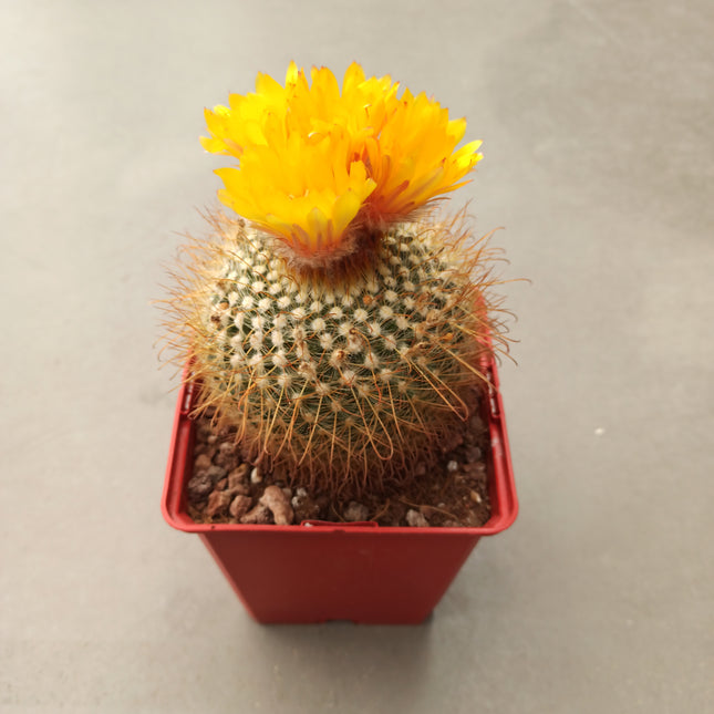 Notocactus (Parodia) microsperma 'M' y 'L'