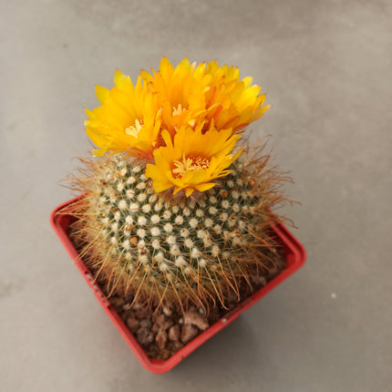 Notocactus (Parody) microsperma 'M' and 'L'