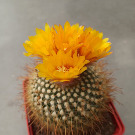 Notocactus (Parody) microsperma 'M' and 'L'