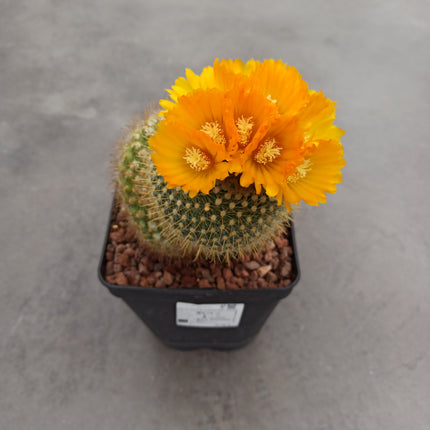 Notocactus (Parody) microsperma 'M' and 'L'