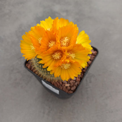 Notocactus (Parody) microsperma 'M' and 'L'