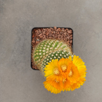 Notocactus (Parody) microsperma 'M' and 'L'