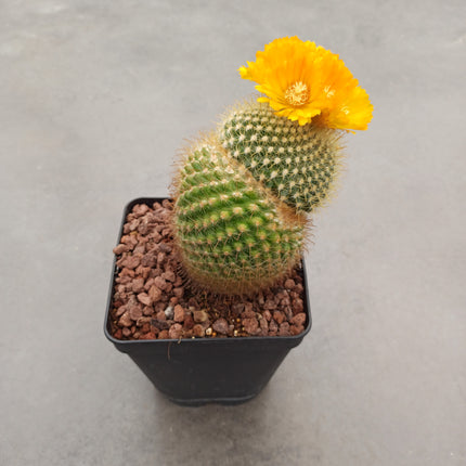 Notocactus (Parody) microsperma 'M' and 'L'