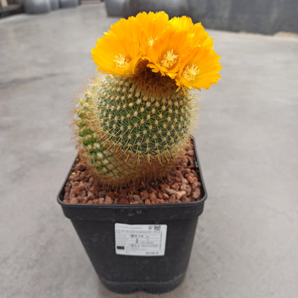 Notocactus (Parody) microsperma 'M' and 'L'