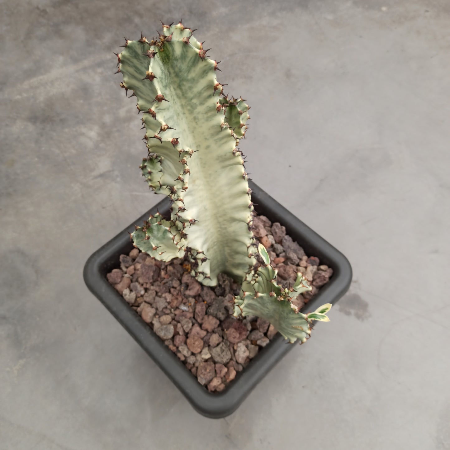 Euphorbia erythraea f. XXL-Variegata
