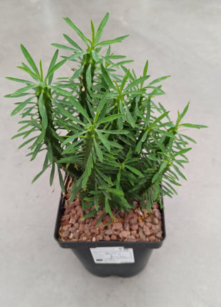 Euphorbia loricata 'S' y 'L' - DesertSTORE.es