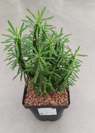Euphorbia loricata 'S' y 'L' - DesertSTORE.es